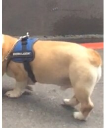 CORGI | その他