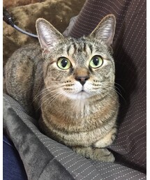 ねこ | その他