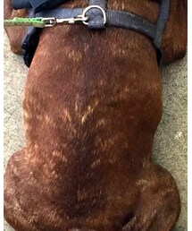 HONEY チョッパー | ラグ/マット