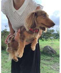 ぷりん | その他