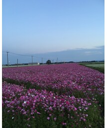 コスモス畑 | その他