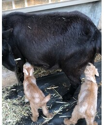 アイスとクリーム♬ | その他