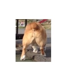 モフモフ尻 | その他