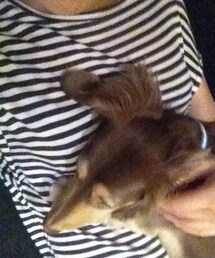 ZARA | ニット/セーター