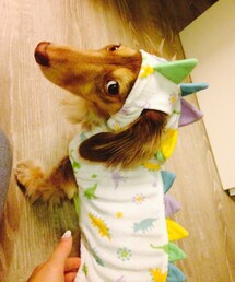 我が家の愛犬ーラン | ラン(福袋/福箱)