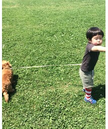 ミニチュアダックス | その他