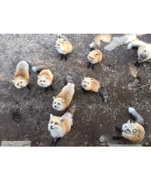 蔵王キツネ村 | その他