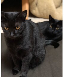 猫 | その他