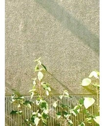 SOPH. | Tシャツ/カットソー