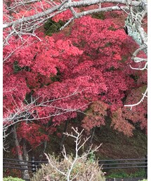 紅葉🍁 | その他