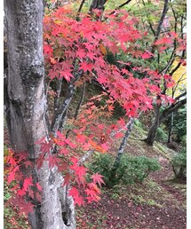 紅葉🍁その2 | その他