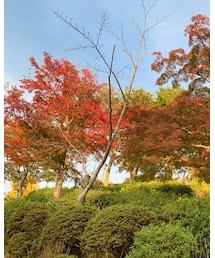 紅葉見に行こうよう😏 | その他