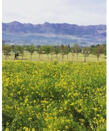 菜の花畑 | その他