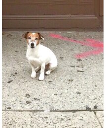 Eula | ペットウェア