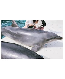 🐬♡ | その他