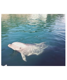 🐬∗ | その他