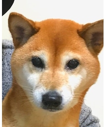 豆柴ちゃん | その他