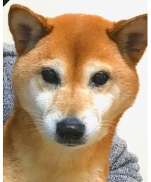 オヤツくれー | その他