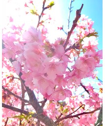 🌸🌸🌸 | その他