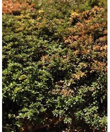 Levi's | その他パンツ