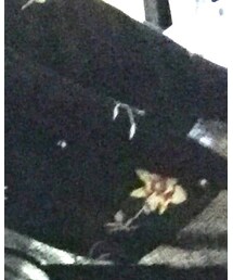 EVRIS | カーディガン/ボレロ