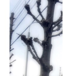 RODE SKO | ニットキャップ/ビーニー