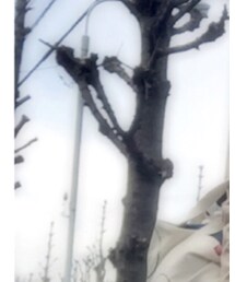 GAP | トレンチコート