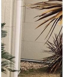 Rodeo Crowns | シャツ/ブラウス