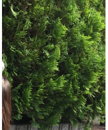 BeBe | トートバッグ