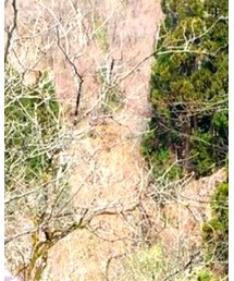 URBAN RESEARCH | チェスターコート