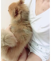 タヌキが寄ってきた。 | その他