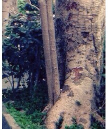 J.CREW | その他パンツ