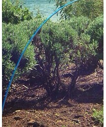 H&M | その他パンツ