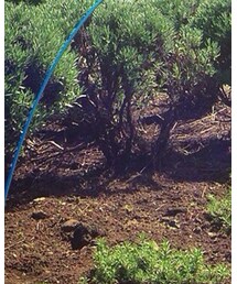 BIRKENSTOCK | シューズ