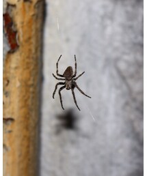 HOOD BY AIR | パーカー