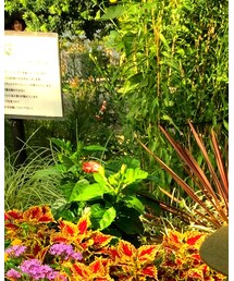 アンデルセン公園 | 雑貨/ホビー