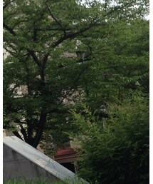 ELLE | Tシャツ/カットソー