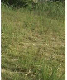 NIXON | アナログ腕時計