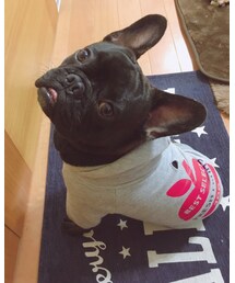 French Bull | その他