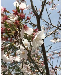 さくら✨ | その他