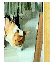 コーギー系 | その他