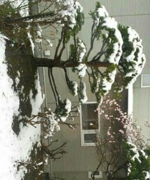 雪つもり系 | その他