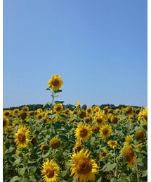 北竜町のひまわり畑 | ラッピングキット