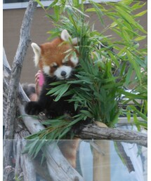 レッサーパンダ | その他