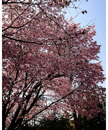 桜満開 | その他