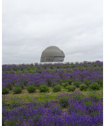ラベンダーと大仏の頭 | その他