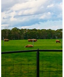 観光客ガン無視のマイペースな羊たち | その他