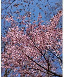お花見 | その他
