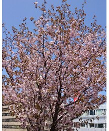 近所の桜 | その他