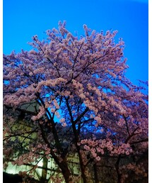 夜の桜 | その他